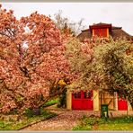 Magnolia Affoltern am Albis 2019-04-10 023 © HDR