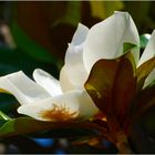Magnolia al contraluz