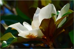 Magnolia al contraluz