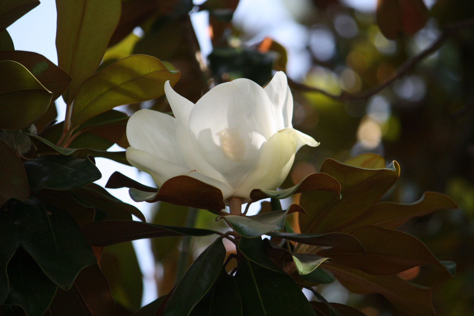 magnolia al sol