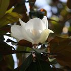 magnolia al sol