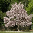 Magnolia alsacien