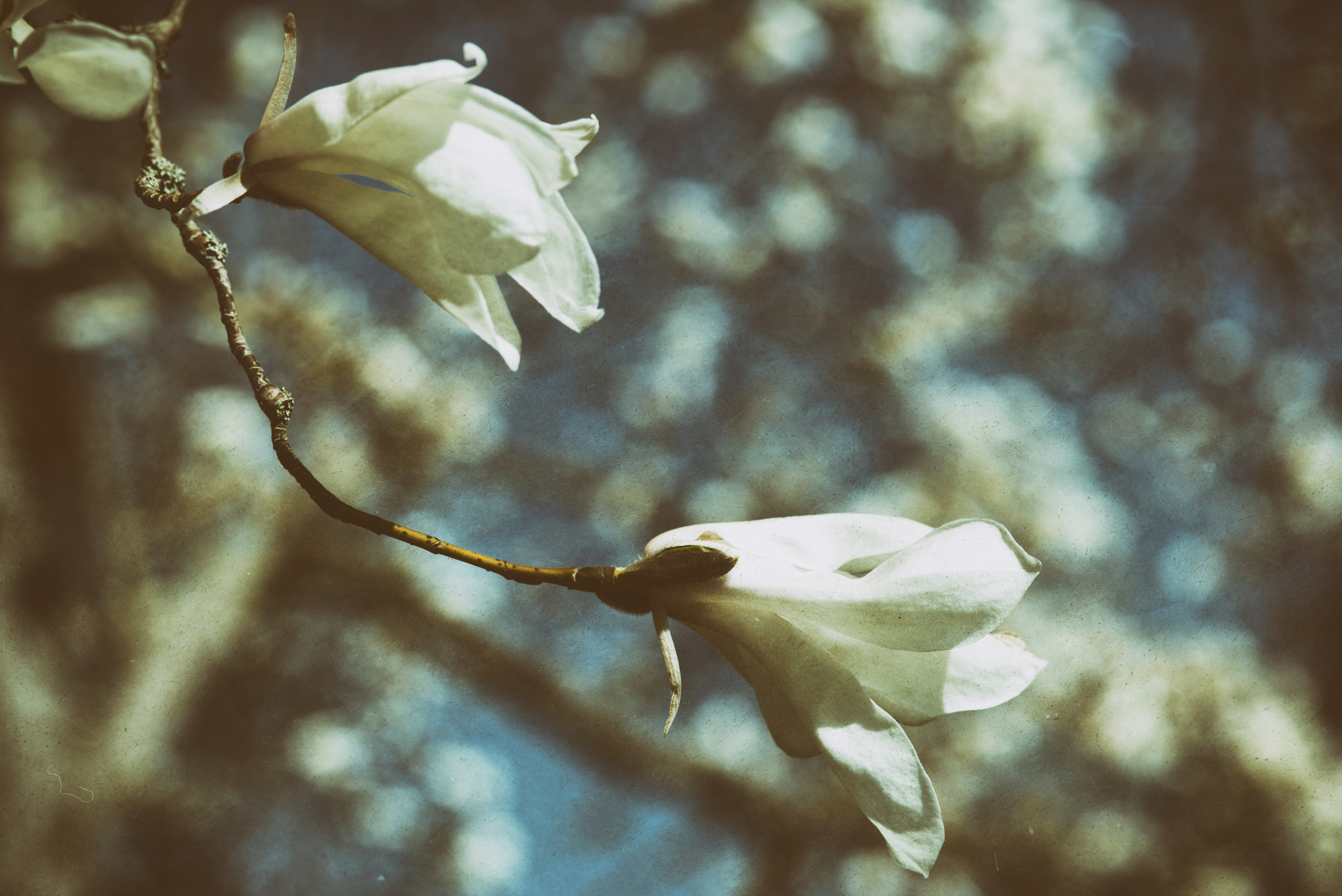 Magnolia (analog effect)