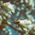 Magnolia (analog effect)