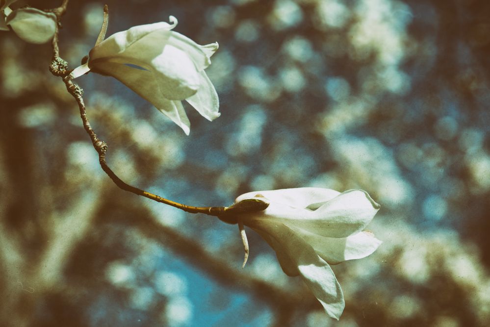 Magnolia (analog effect)