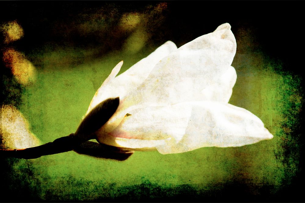 Magnolia (artificial post processing with green background)