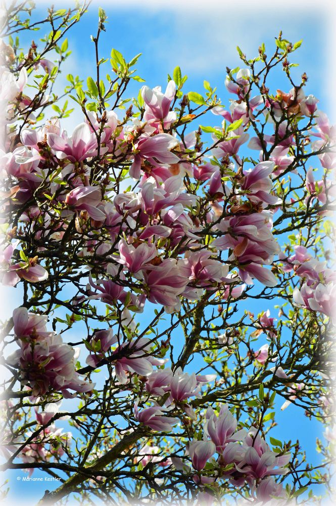 Magnolia at her last glance