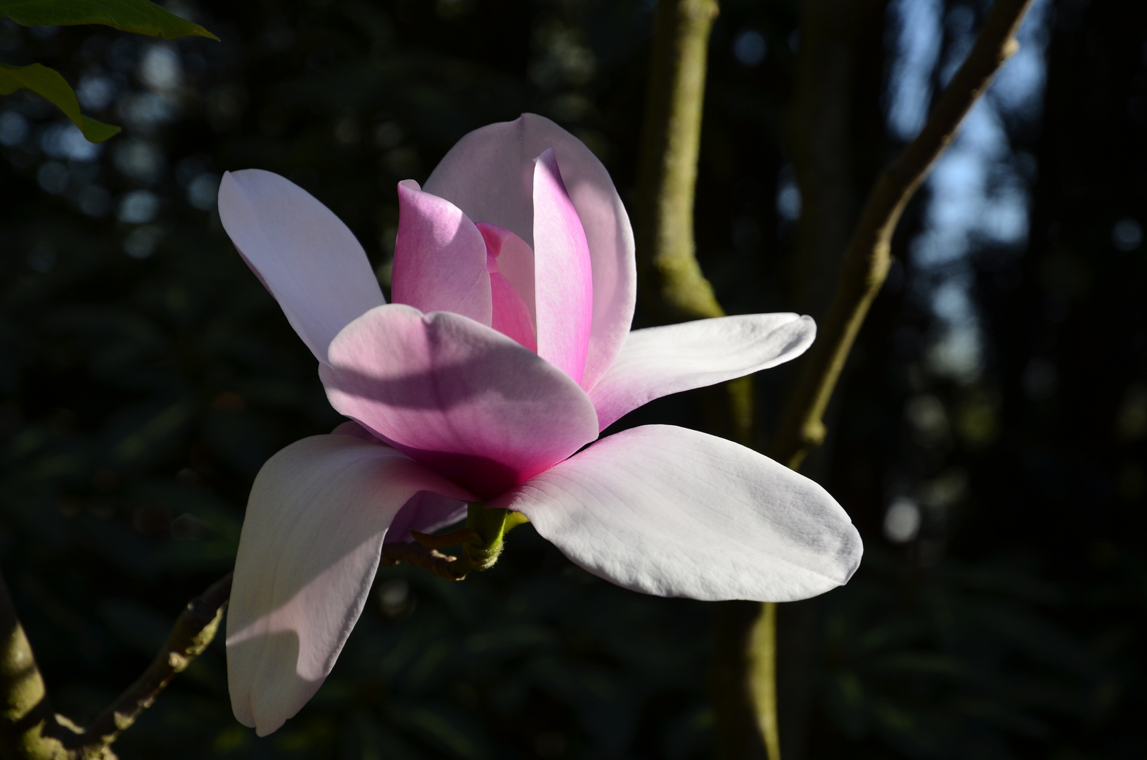 Magnolia " Atlas"