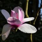 Magnolia " Atlas"