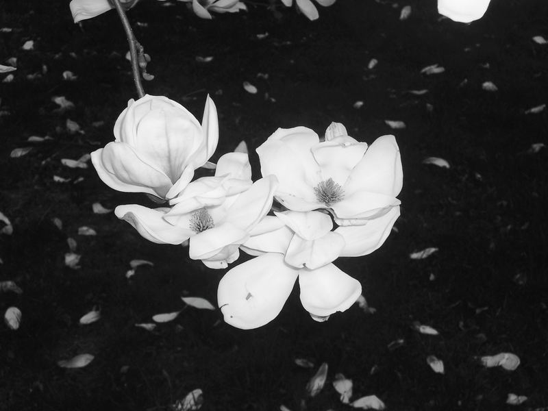 magnolia ( aufnahme 2 )