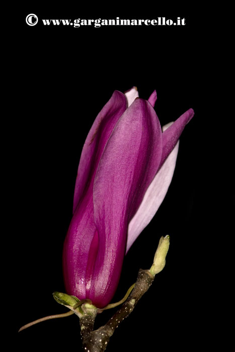 Magnolia