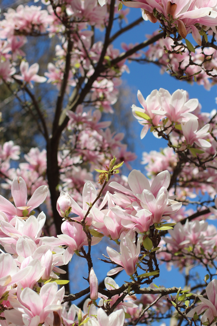 Magnolia