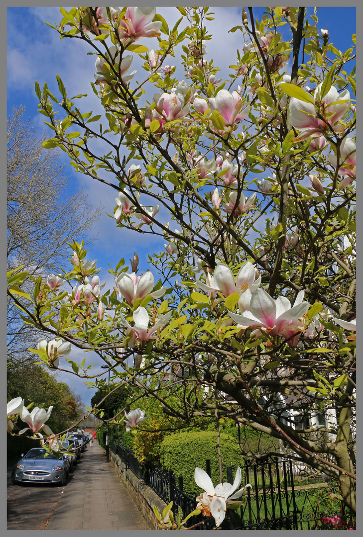 magnolia balmoral terrace gosforth