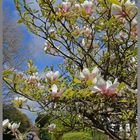 magnolia balmoral terrace gosforth