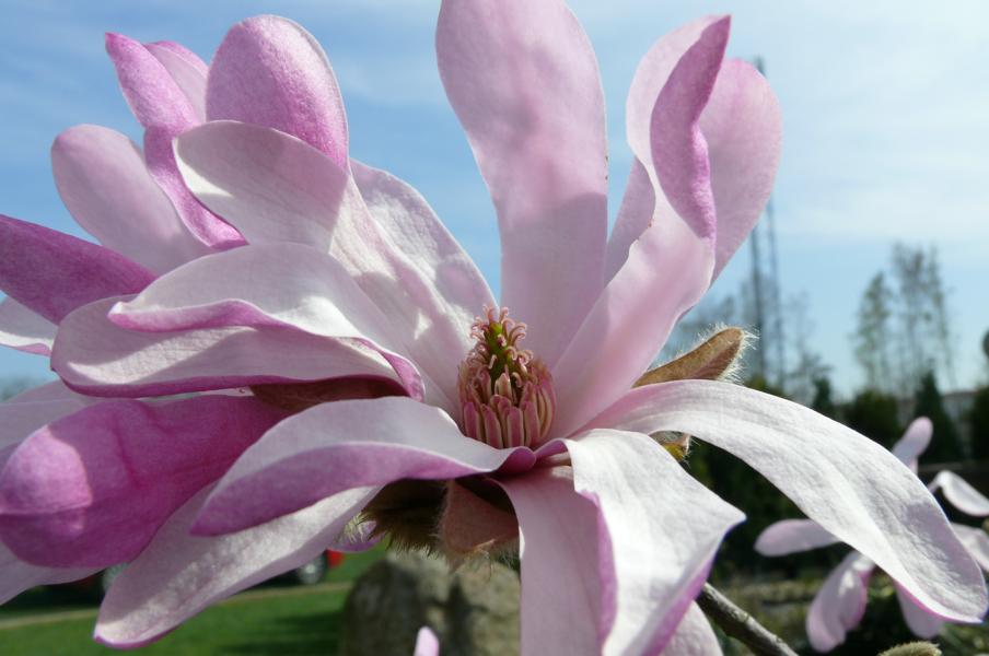 Magnolia