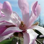 Magnolia