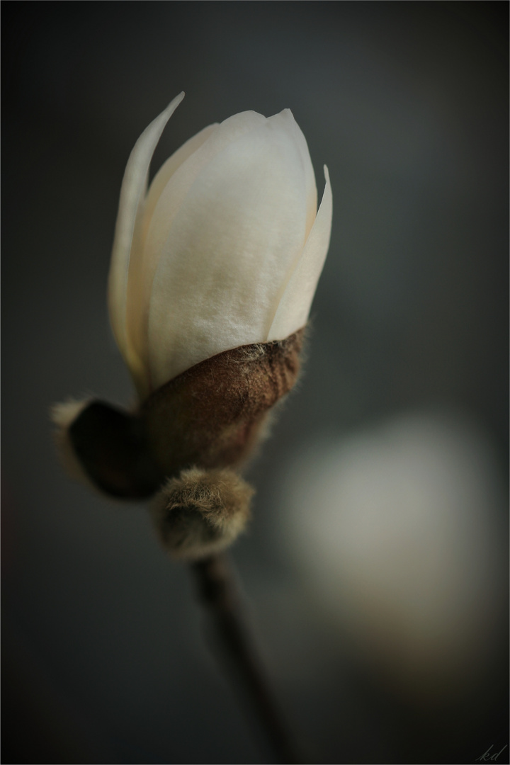 - Magnolia -