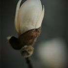 - Magnolia -