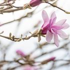 magnolia