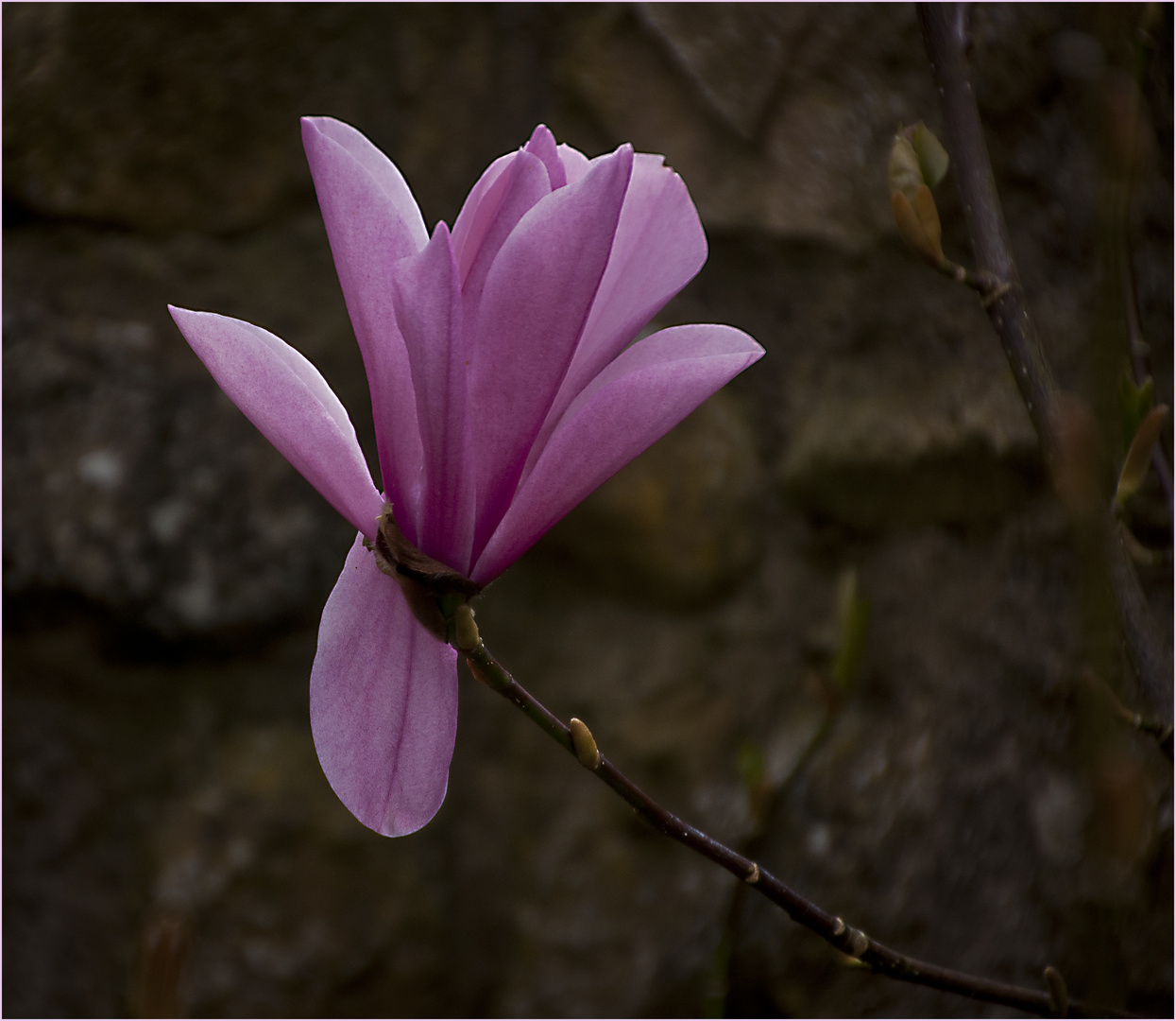 Magnolia bloom