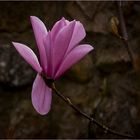 Magnolia bloom