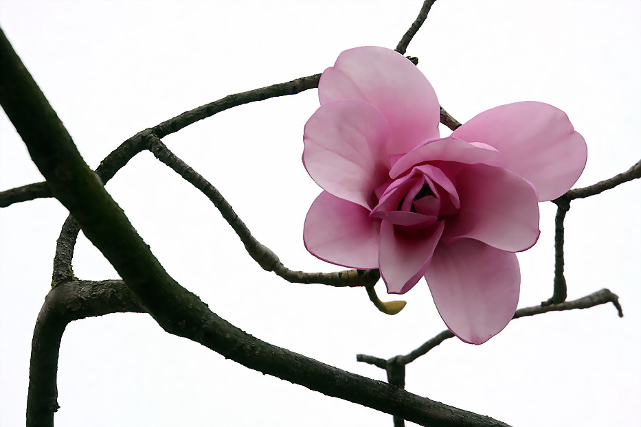 Magnolia bloom