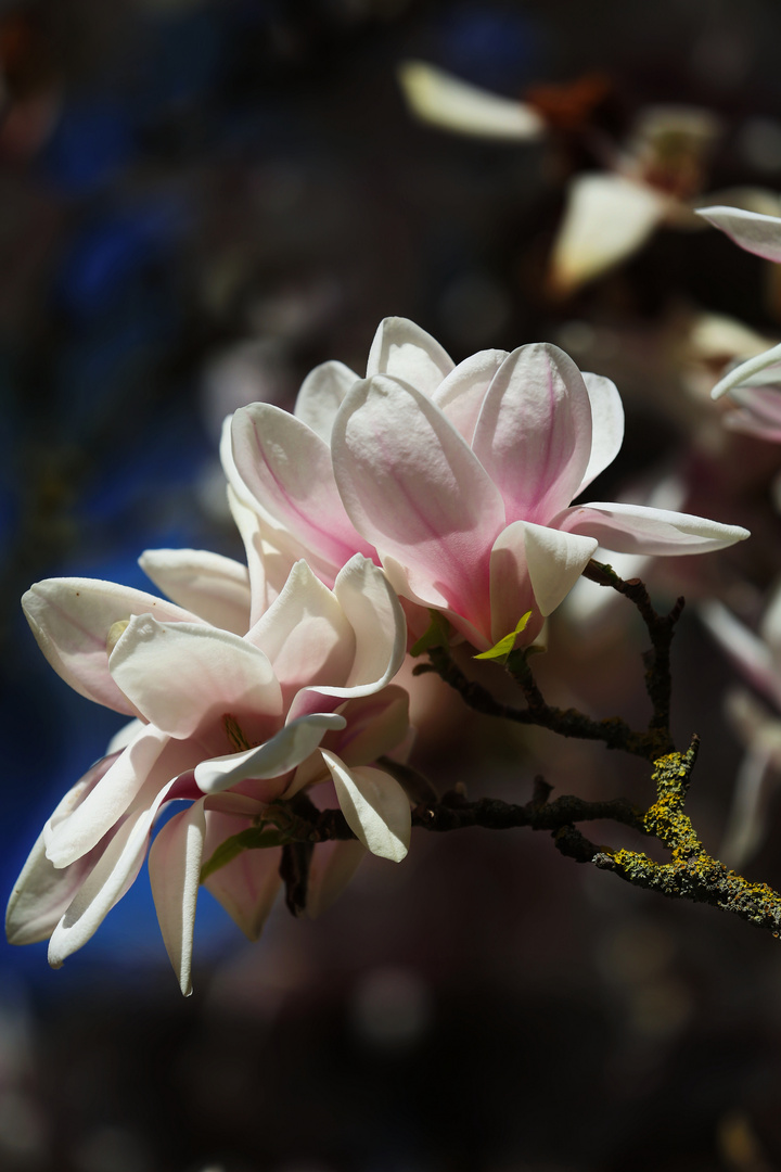 Magnolia Blooming