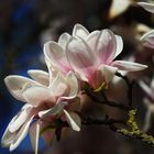 Magnolia Blooming