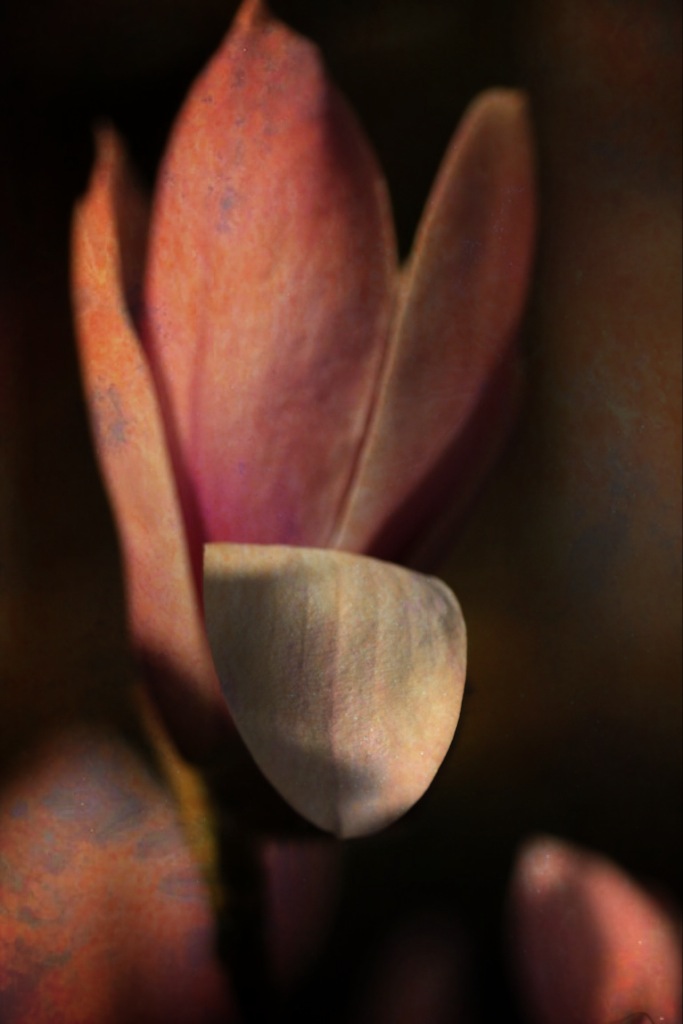 Magnolia blossom