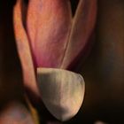 Magnolia blossom