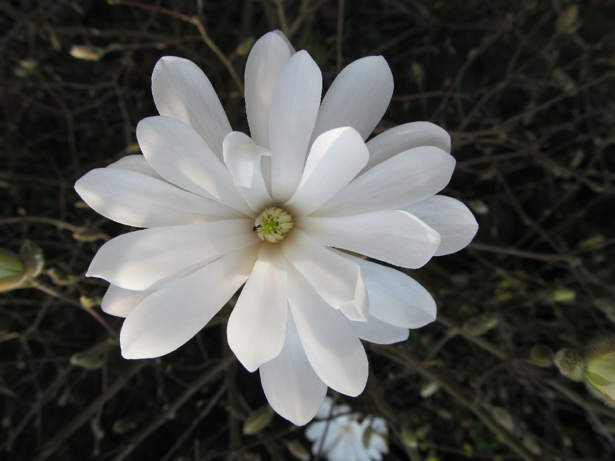 Magnolia Blüte