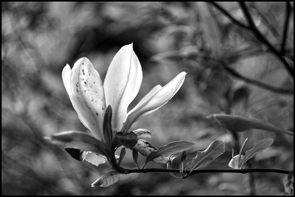 Magnolia-Bokeh