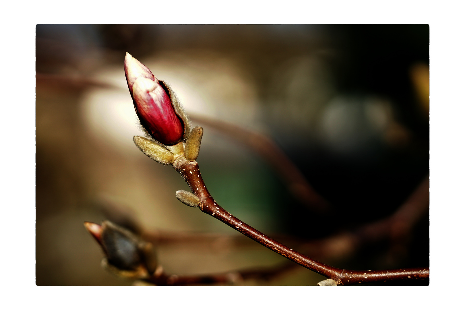 Magnolia buds_03