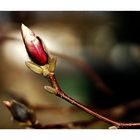 Magnolia buds_03