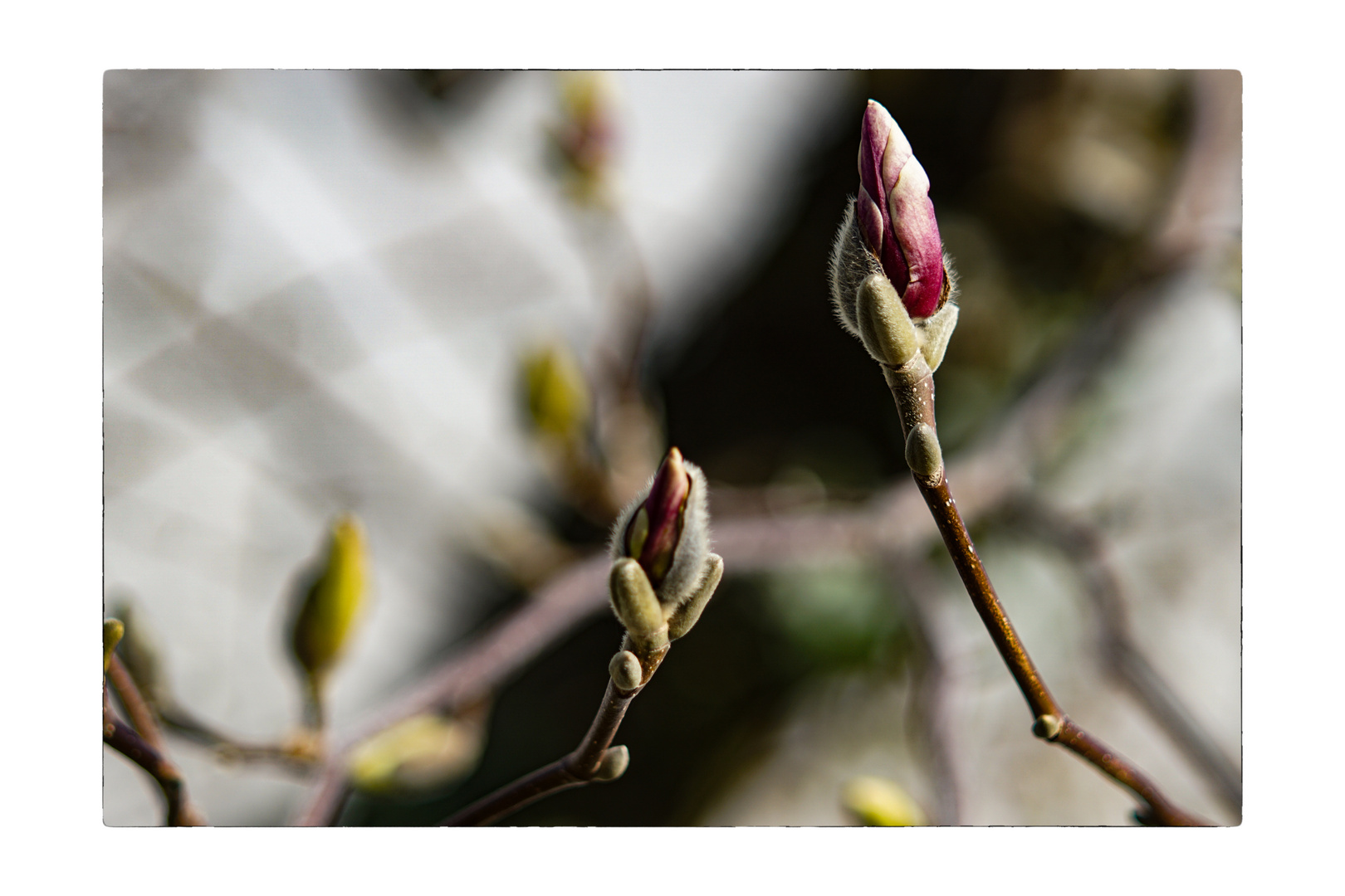 Magnolia buds_05