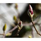 Magnolia buds_05