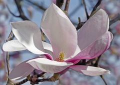 Magnolia