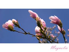 Magnolia