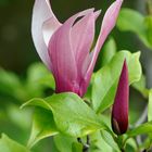 Magnolia