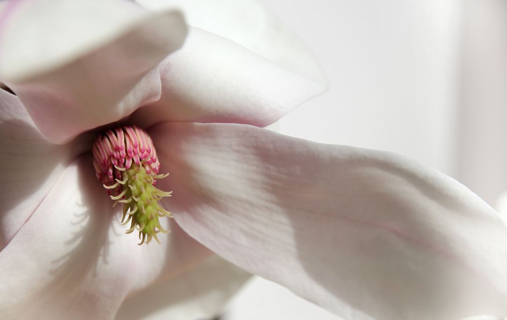 Magnolia von Franziska Giga Maria