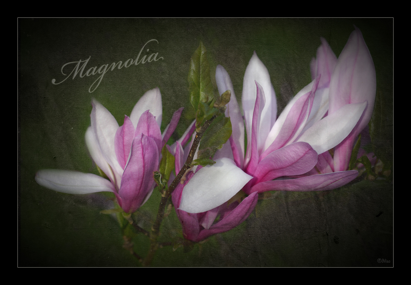 Magnolia