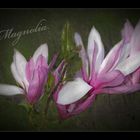 Magnolia