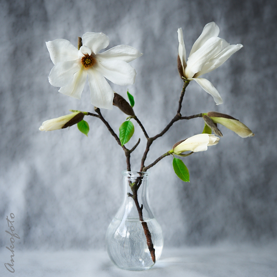 Magnolia