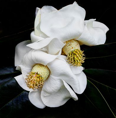 Magnolia