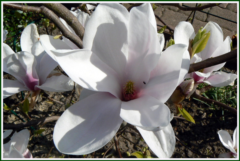 Magnolia