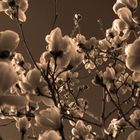 magnolia cinese