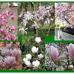 Magnolia coloniensis