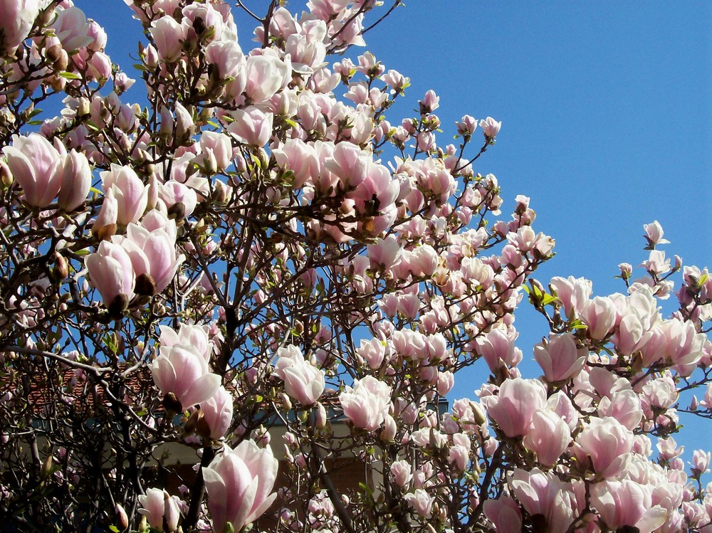 magnolia con fiori