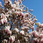 magnolia con fiori