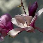 Magnolia 